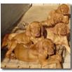 CUCCIOLI AL SOLE